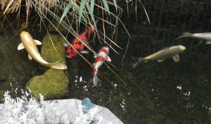 Ihr Koiteich vom Spezialunternehmen für Teichbau › Teichgarten